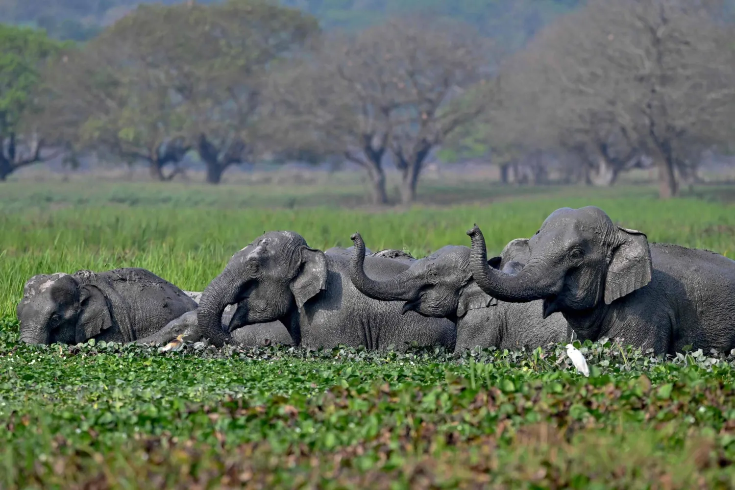 What's Killing Sumatra's Elephants? The Fight to Save a Critically Endangered Species