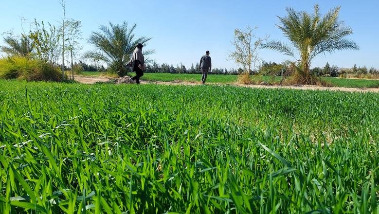Qalyubia Governor Orders Crackdown on Illegal Construction During Eid Al-Adha