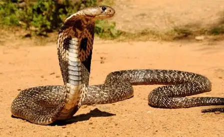 ثعبان ضخم ورعب حقيقي