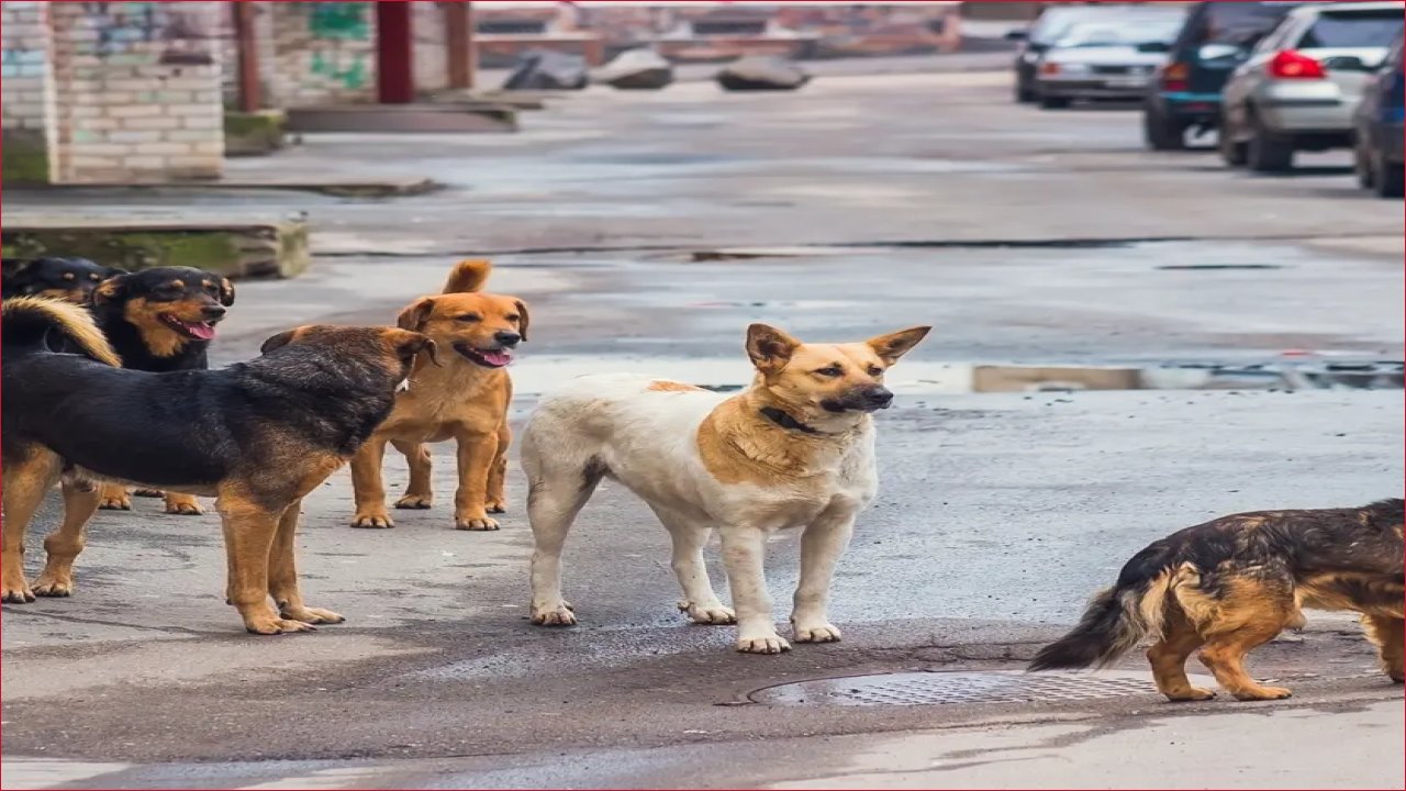 هجوم الكلاب الضالة يودي بحياة مسن ببورسعيد.. والأسرة تناشد بجمع الحيوانات السائبة