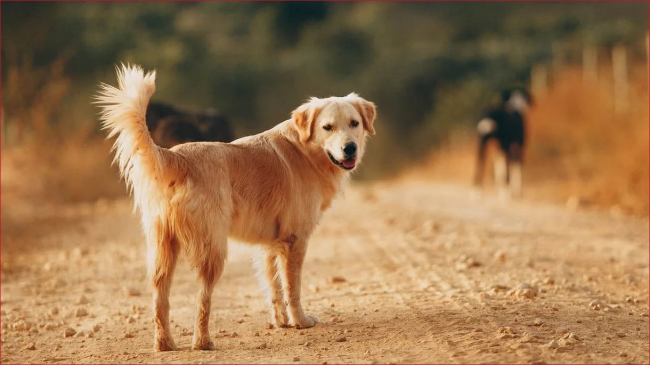 الكلب البلدي المصري: ثروة وطنية تُثبت جدارتها عالمياً في الحراسة والطب