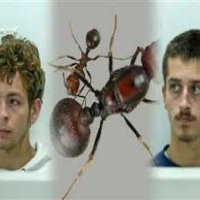 محاكمة شابان من بلجيكا في كينيا بسبب تهريب النمل