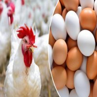 بورصة الدواجن والبيض اليوم في مصر 